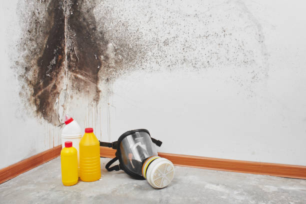 Professional Mold Remediation in Riverside, IL