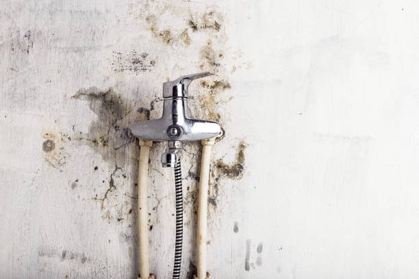 Best Industrial Mold Remediation in Riverside, IL