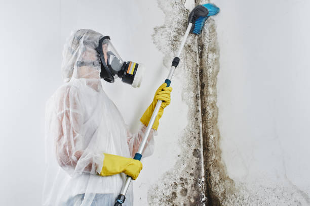 Best Basement Mold Remediation in Riverside, IL
