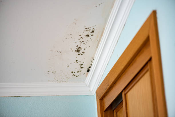 Best Insurance-Related Mold Remediation in Riverside, IL