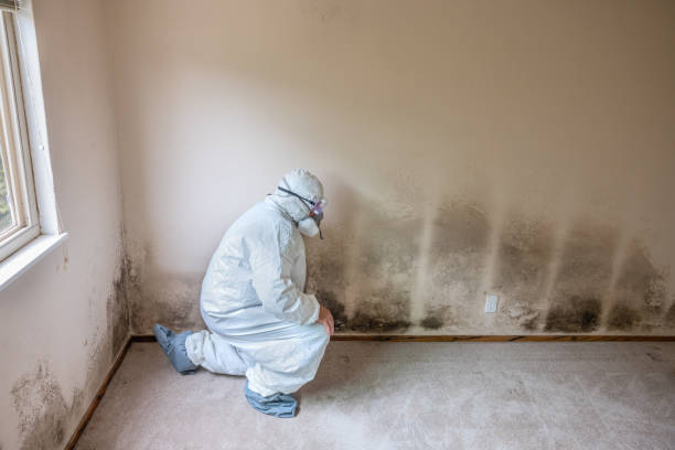 Best Commercial Mold Remediation in Riverside, IL