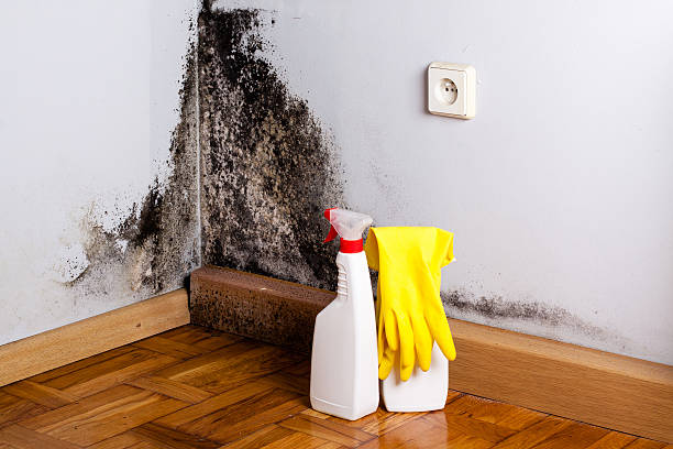 Professional Mold Remediation in Riverside, IL