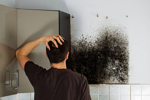 Best White Mold Remediation in Riverside, IL