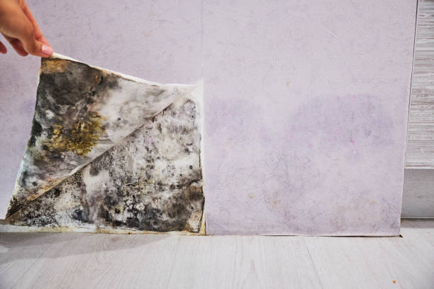 Best DIY Mold Remediation Support Services in Riverside, IL